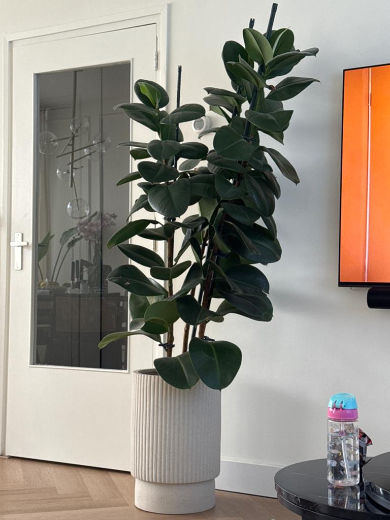 Grote Ficus Elastica zonder pot, Ophalen, Ficus, Halfschaduw, In pot