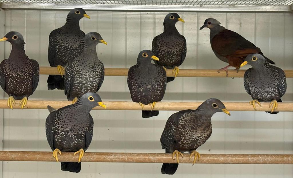 Gevraagd diverse sierduiven,zoals olijf,groenvleugel etc, Dieren en Toebehoren, Vogels | Duiven, Meerdere dieren, Overige soorten