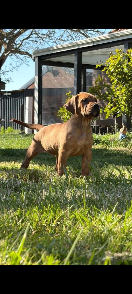Boerboel x Presa Canario pups te koop UBN NUMMER 6504775, Dieren en Toebehoren, Honden | Bulldogs, Pinschers en Molossers, Parvo