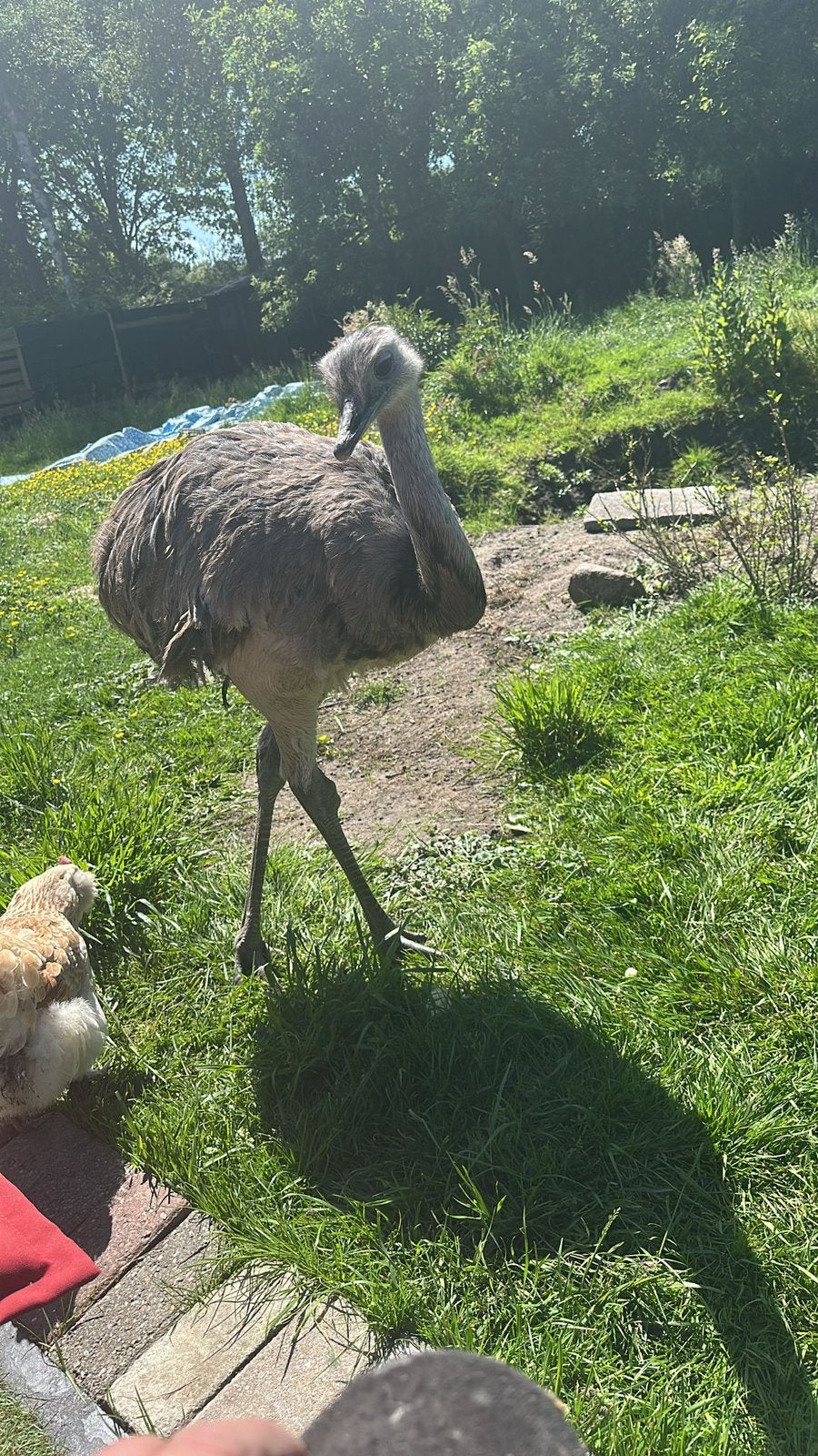 Nandoe begin dit jaar, Dieren en Toebehoren, Vrouwelijk, Overige soorten