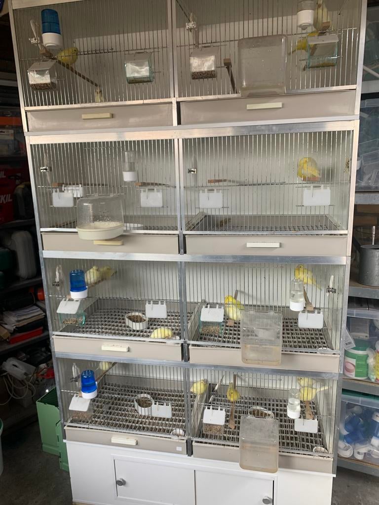 Gehu kooi 8 broedkooien van 50 cm breed met schuifwandjes, Dieren en Toebehoren, Ophalen, Zo goed als nieuw, Broedkooi of Kweekkooi
