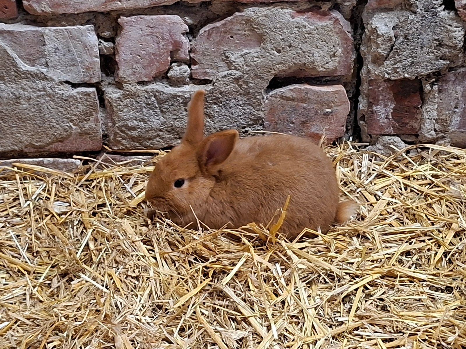 2 Thrianta konijntjes, Meerdere dieren