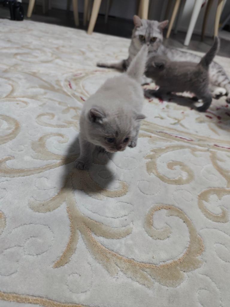Twee schattige Britse korthaar kittens en moeder kat, Poes