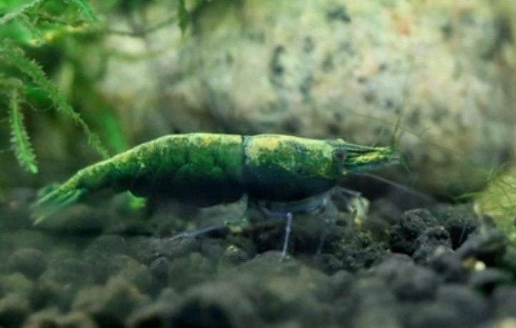 Green Hulk garnalen High Grade A uit Taiwan!, Dieren en Toebehoren, Vissen | Aquariumvissen, Kreeft, Krab of Garnaal, Zoetwatervis