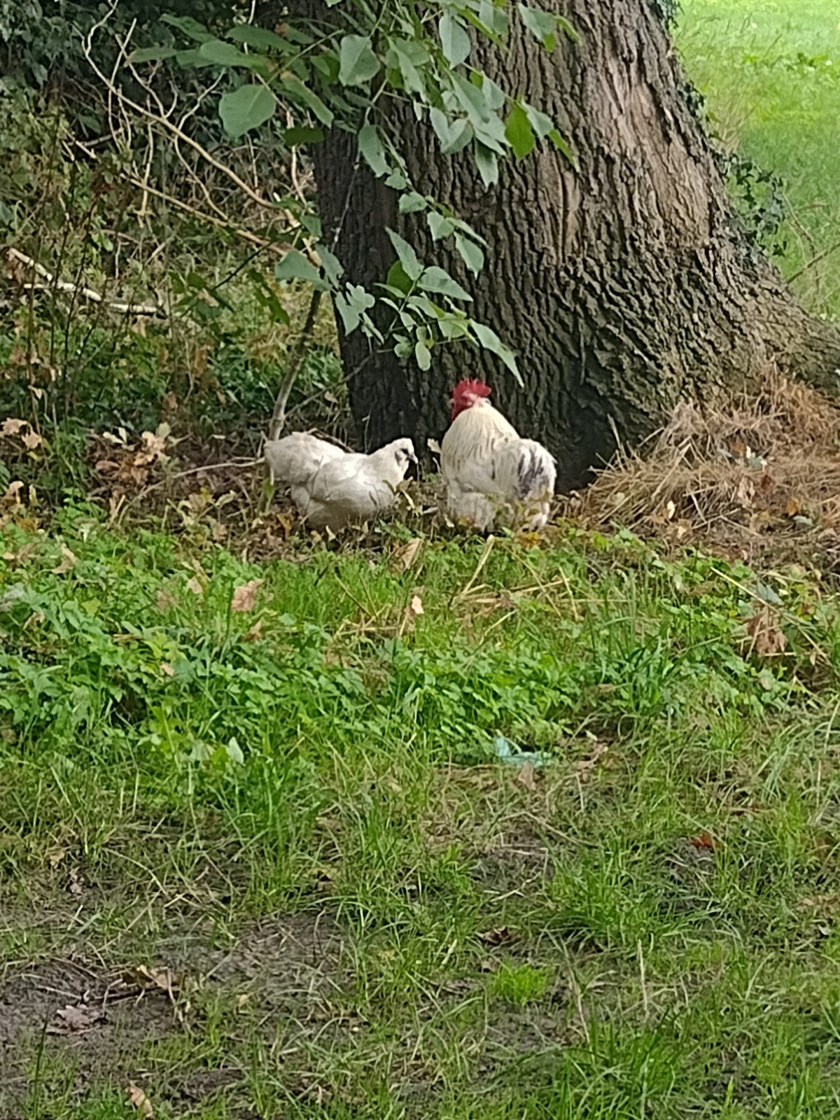 verschillende mooie kippen ter adoptie, Dieren en Toebehoren, Meerdere dieren, Kip