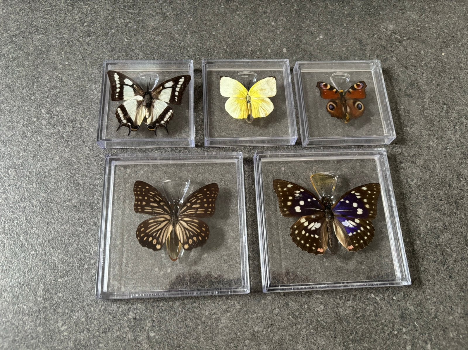 Verzameling ingelijste vlinders in kunststof vitrine doosje, Ophalen of Verzenden, Zo goed als nieuw, Insect, Opgezet dier