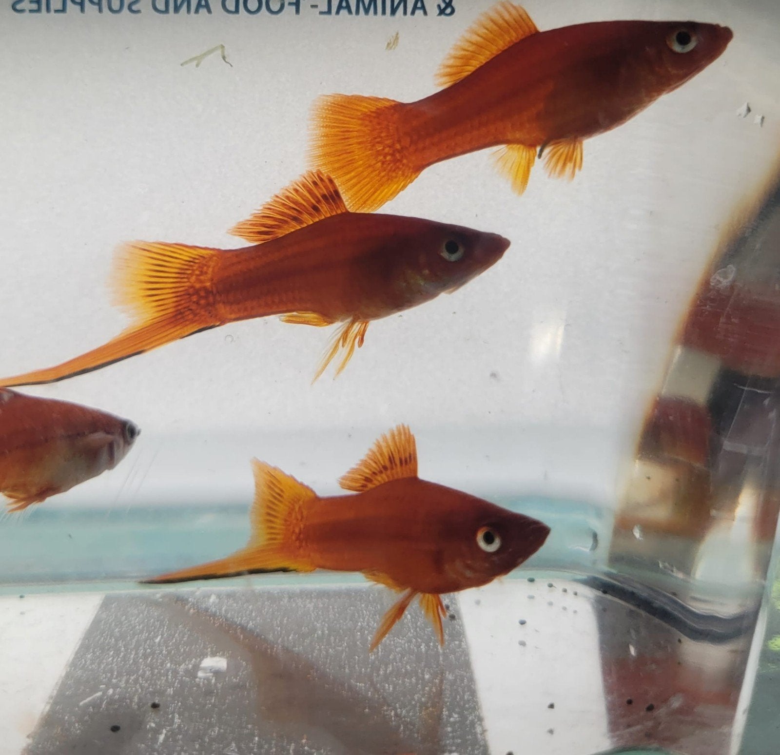 Hobbyaquarium Zwaardrager XIPH Helleri red xl, Vis, Zoetwatervis, Schoolvis