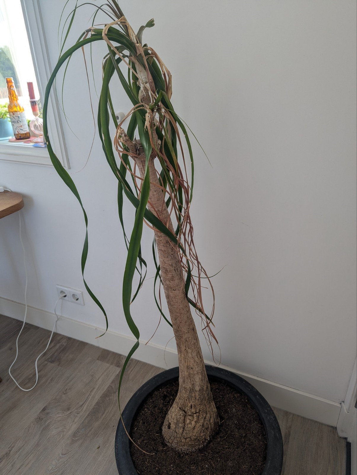 Grote olifant voet in pot, Huis en Inrichting, Ophalen, 100 tot 150 cm, In pot, Yucca