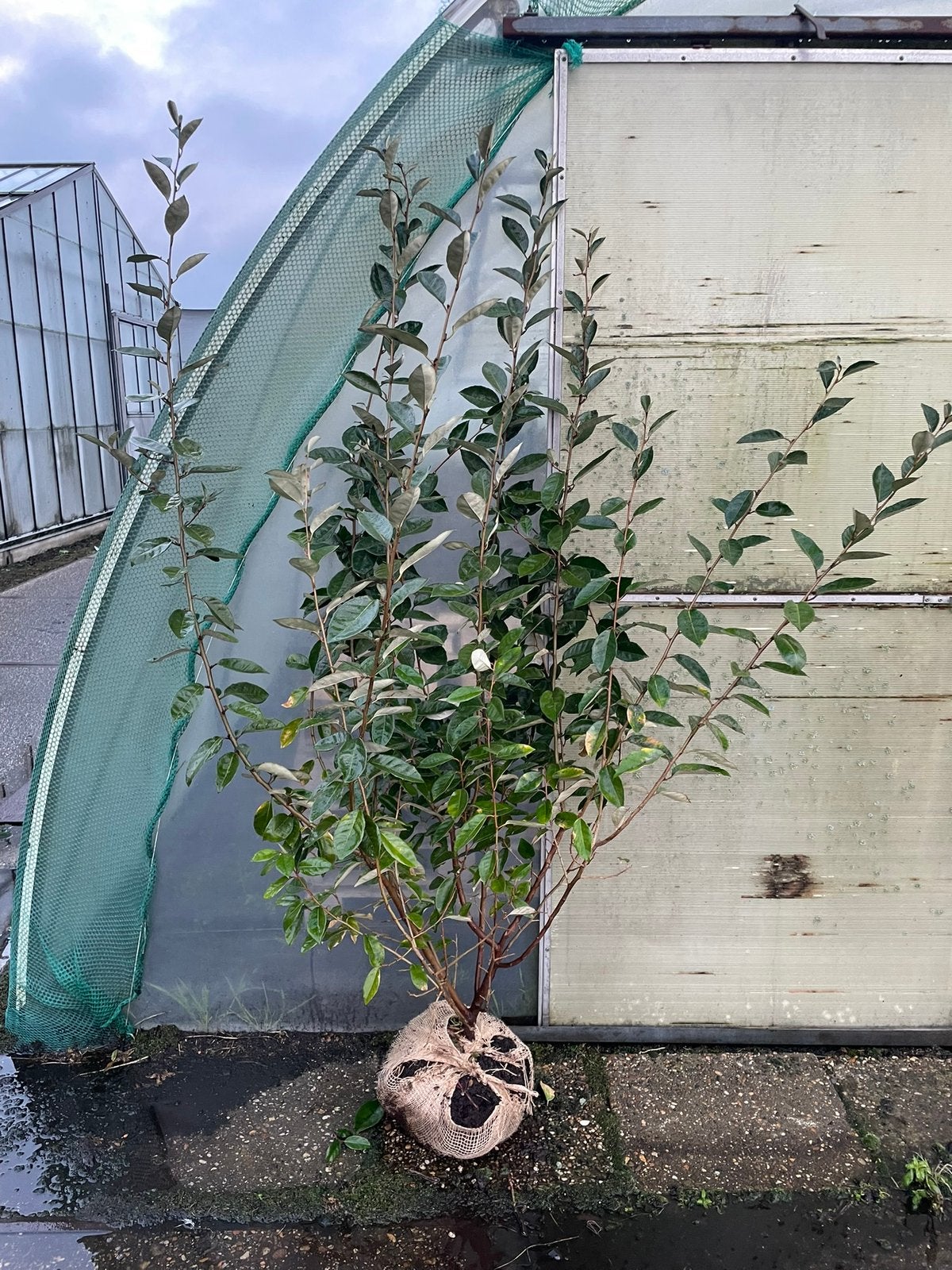 Olijfwilg Elaeagnus, Ophalen, Nieuw, Overige materialen