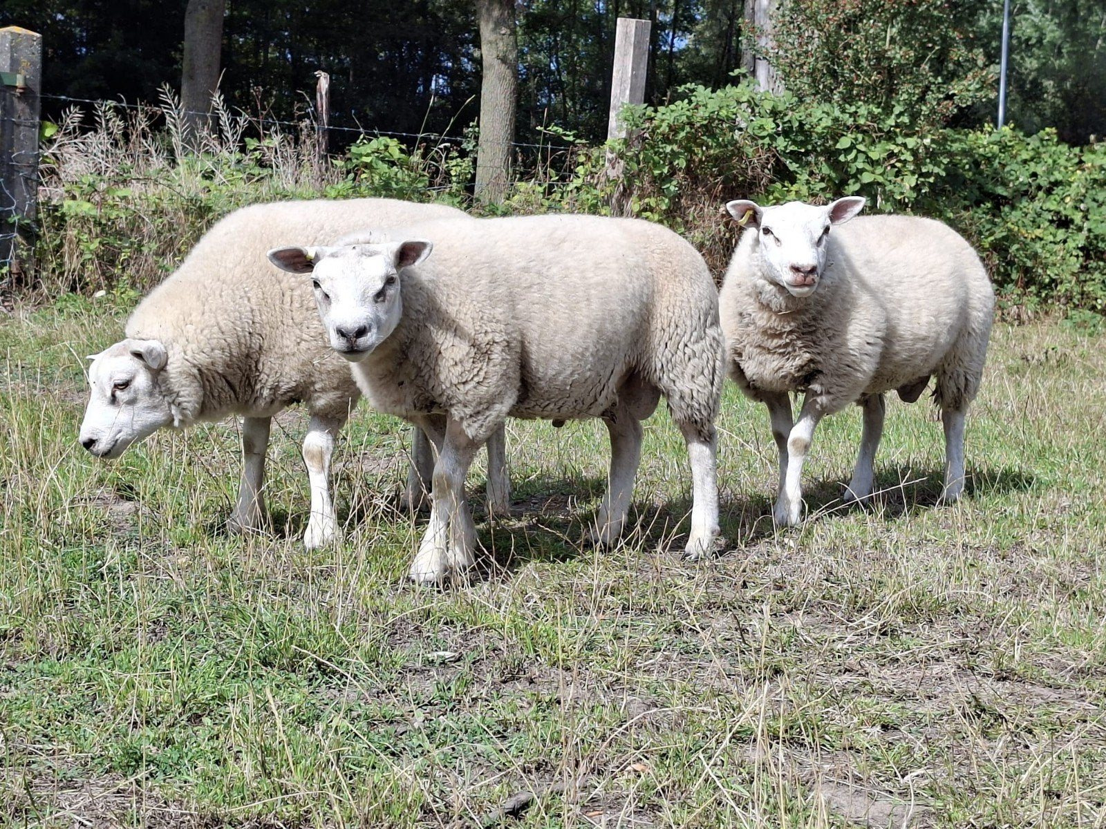 Dekrammen, 75% Texelaar,, Dieren en Toebehoren, Schapen, Geiten en Varkens, Mannelijk, Schaap, 0 tot 2 jaar