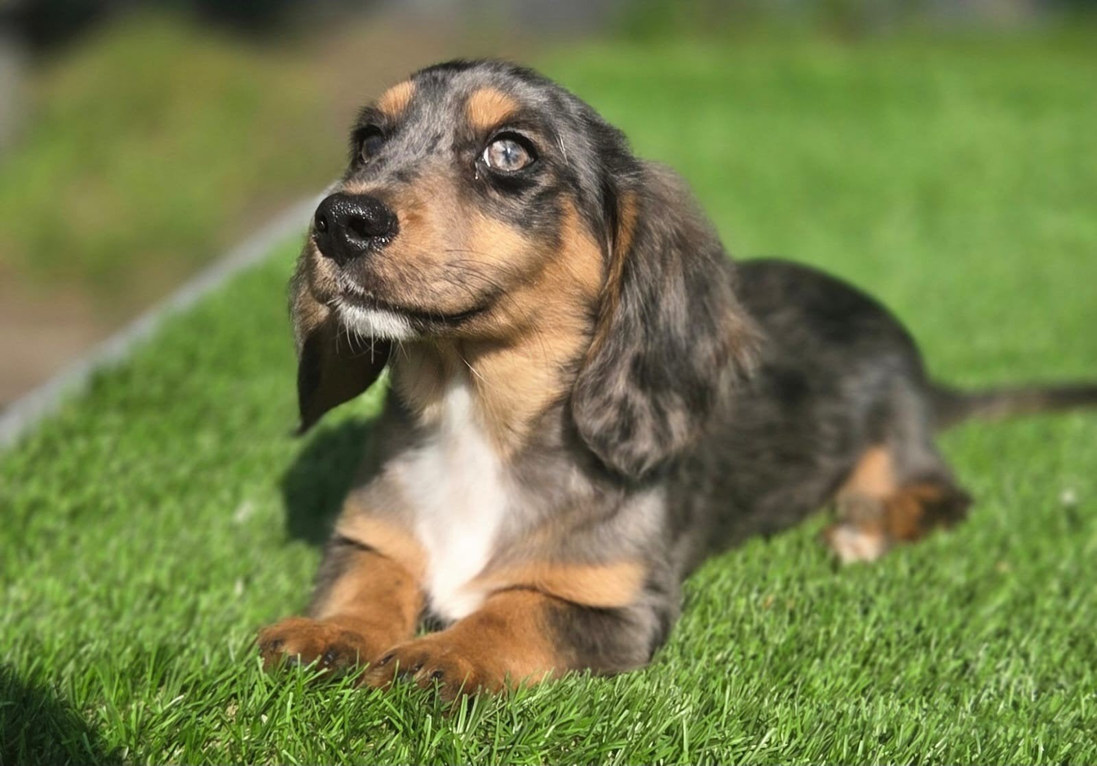 Te koop mooie blue merle langharige teckel pup (tekkel), Parvo, Nederland, Reu, 8 tot 15 weken