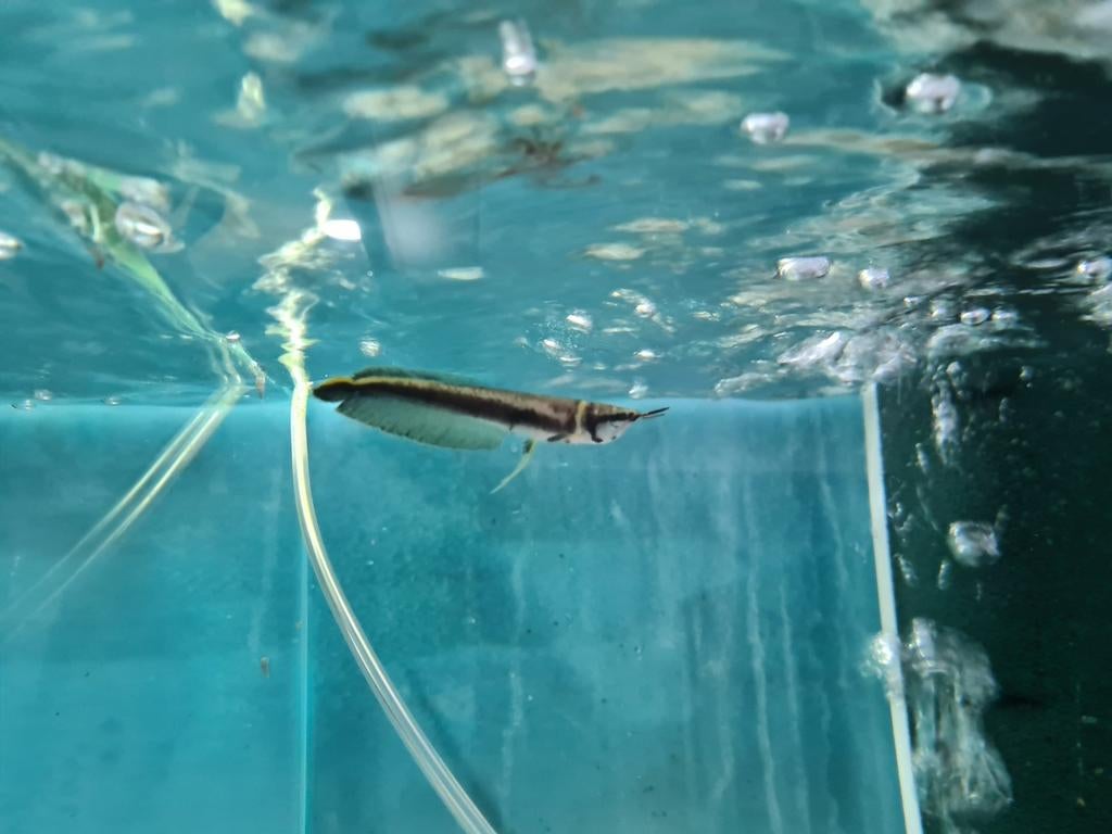 Zwarte Arowana, Osteoglossum Ferreirai, Dieren en Toebehoren, Vissen | Aquariumvissen, Vis, Zoetwatervis