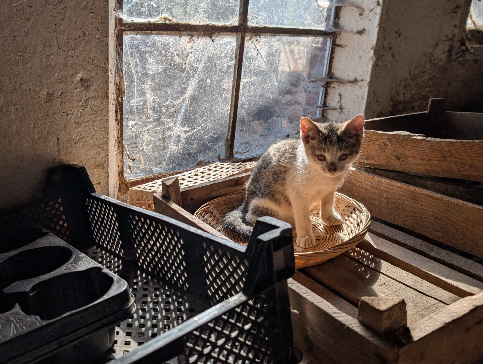 Kittens gratis af te halen, Dieren en Toebehoren, Meerdere dieren, Kortharig, 0 tot 2 jaar