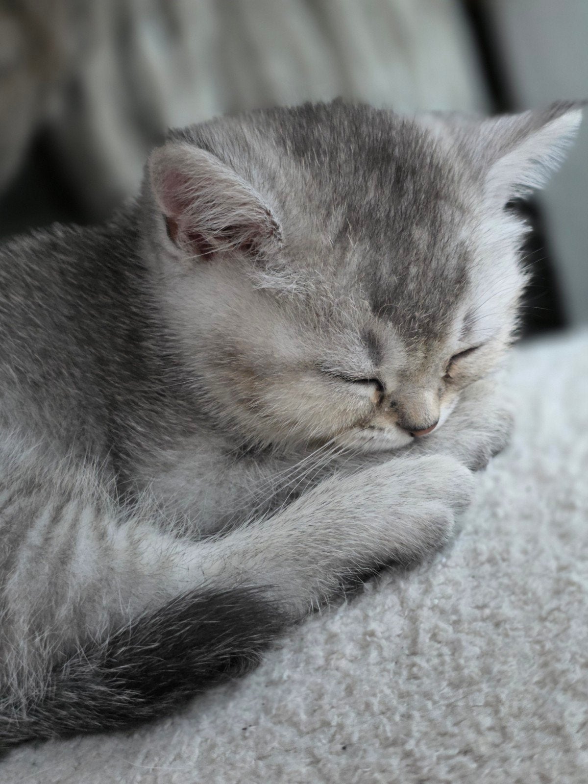 Britse Korthaar Kittens, Dieren en Toebehoren, Ontwormd