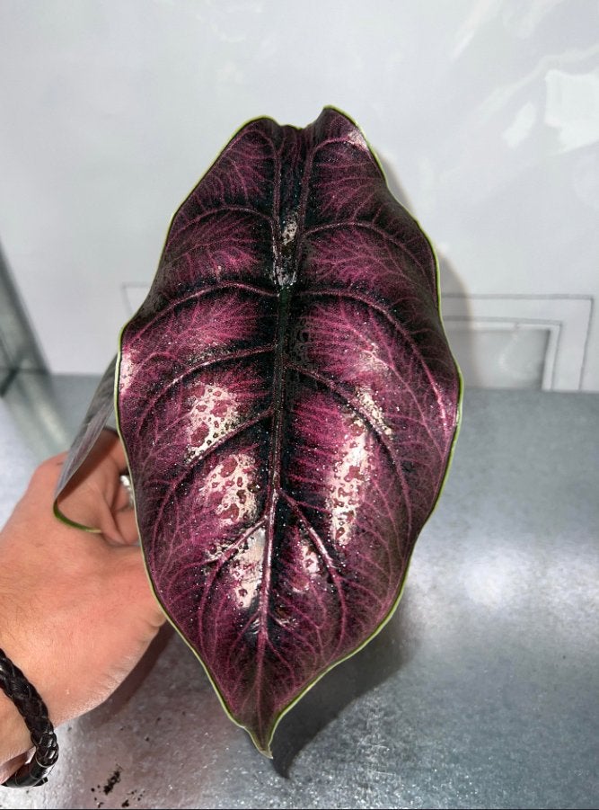 Alocasia Azlanii baby plantjes - Unieke kamerplant, Overige soorten, Vaste plant, Ophalen of Verzenden, Bloeit niet
