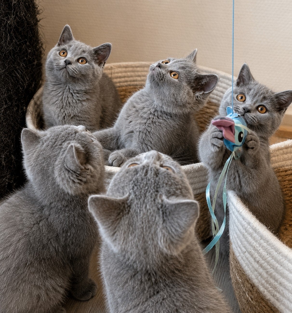 Britse korthaar kittens, Meerdere dieren