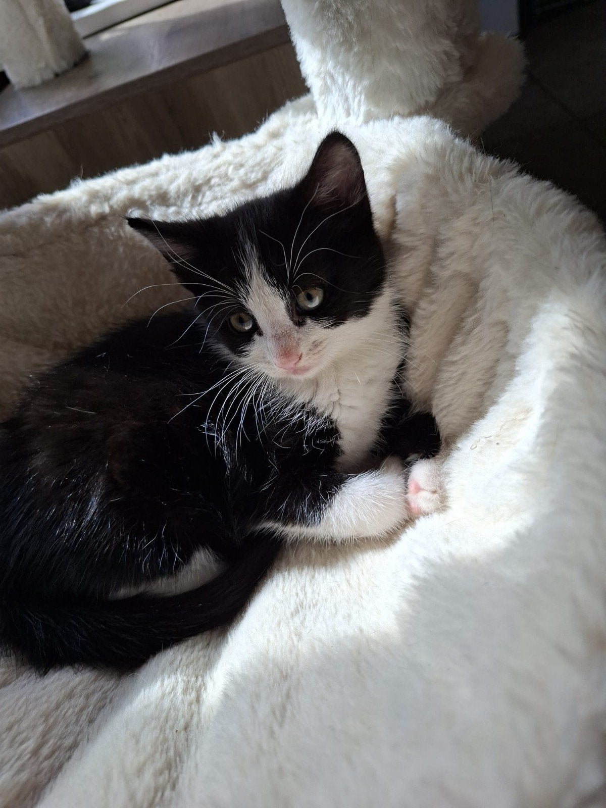 Lieve sociale zwart witte kittens, Meerdere dieren