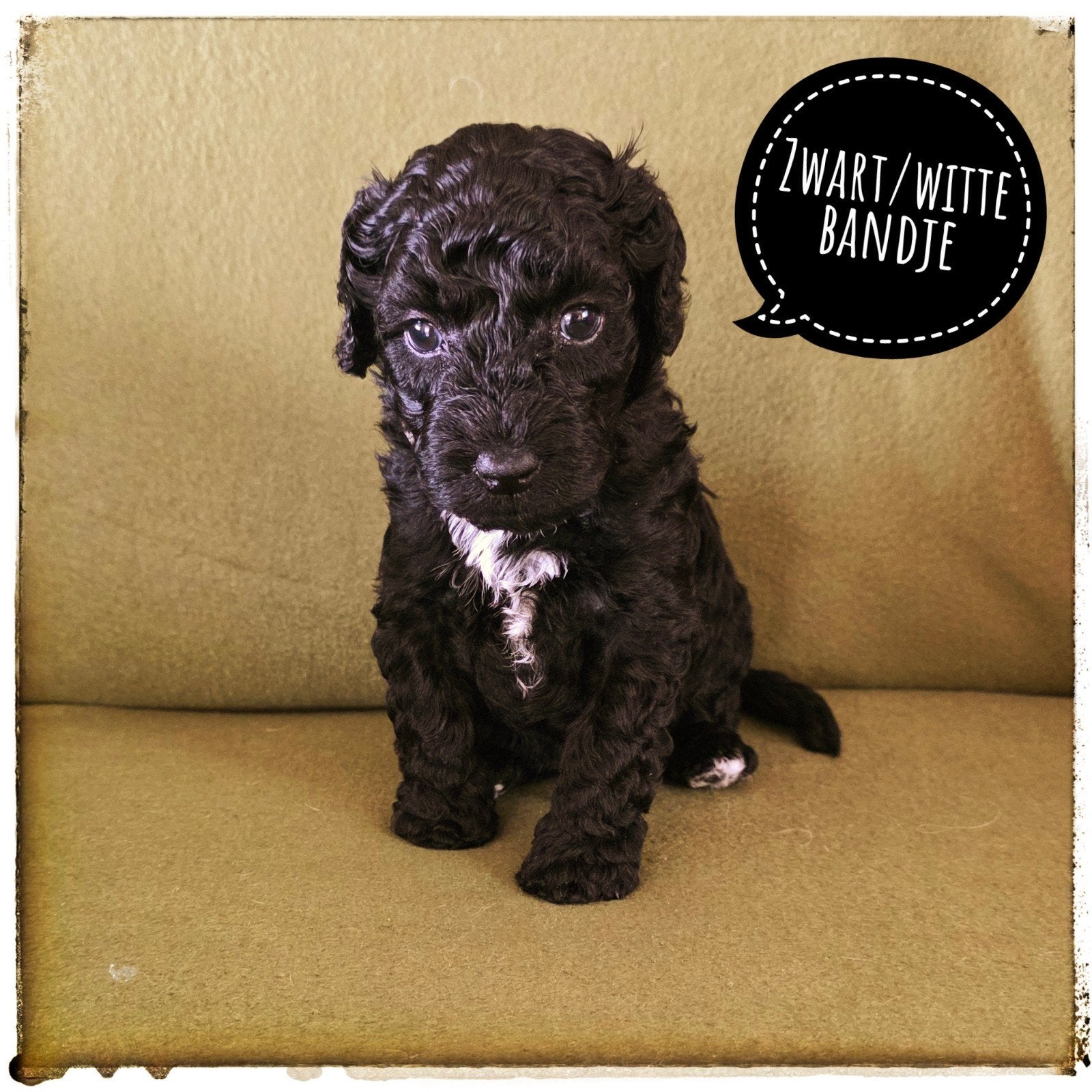 mini labradoodle pups, 8 tot 15 weken, CDV (hondenziekte), Meerdere, Nederland