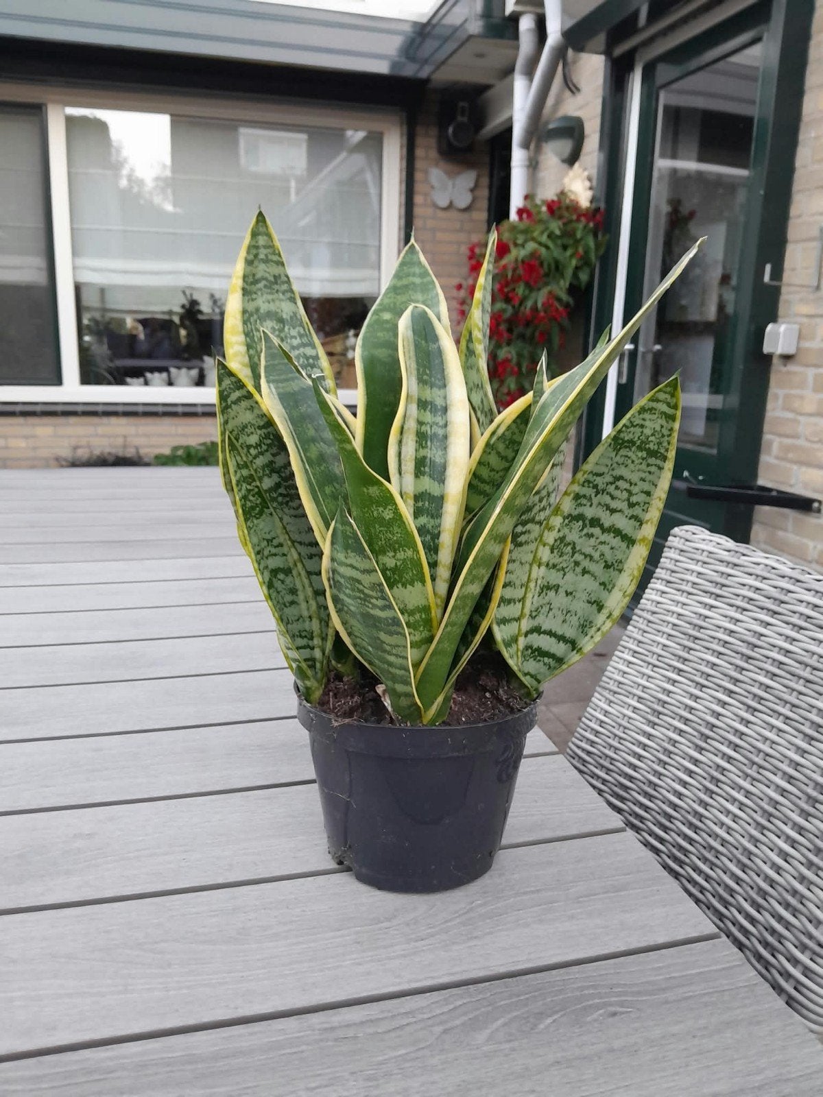 Sansevieria Trifasciata 'Laurentii' - Vrouwentong, Ophalen, Overige soorten