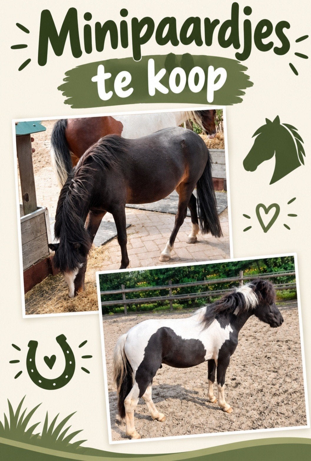 Aspc pony's /minipaarden, Dieren en Toebehoren, Met stamboom, A pony (tot 1.17m), 3 tot 6 jaar, Meerdere dieren