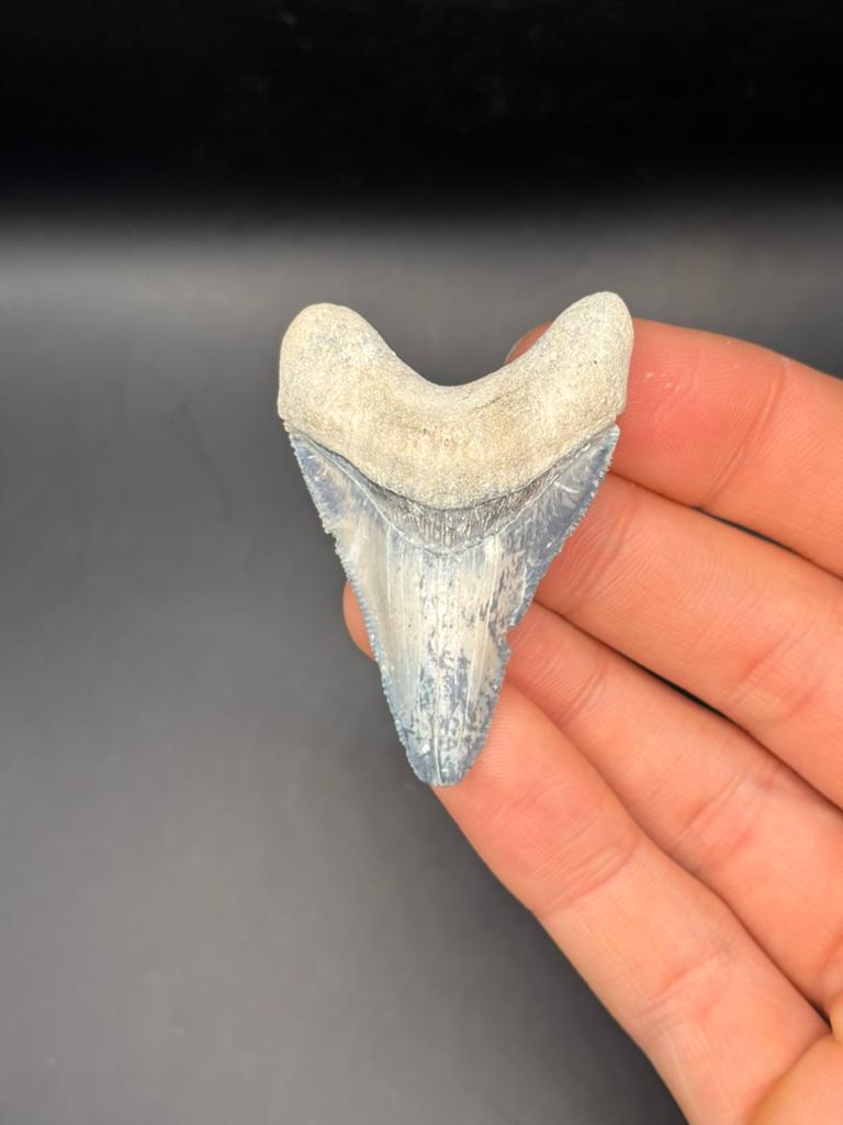 Megalodon haaientand Bone Valley 3, Ophalen of Verzenden, Fossiel