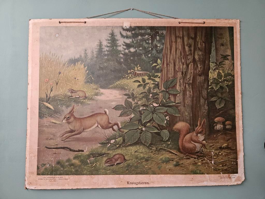 Oude schoolplaat 'Knaagdieren' - J.W. Poelman & K.M. Knip, Antiek en Kunst, Antiek | Schoolplaten, Ophalen of Verzenden, Natuur en Biologie
