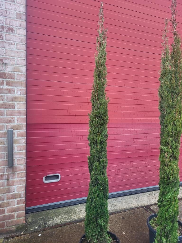 Xxl cupressus sempervirens, Ophalen of Verzenden