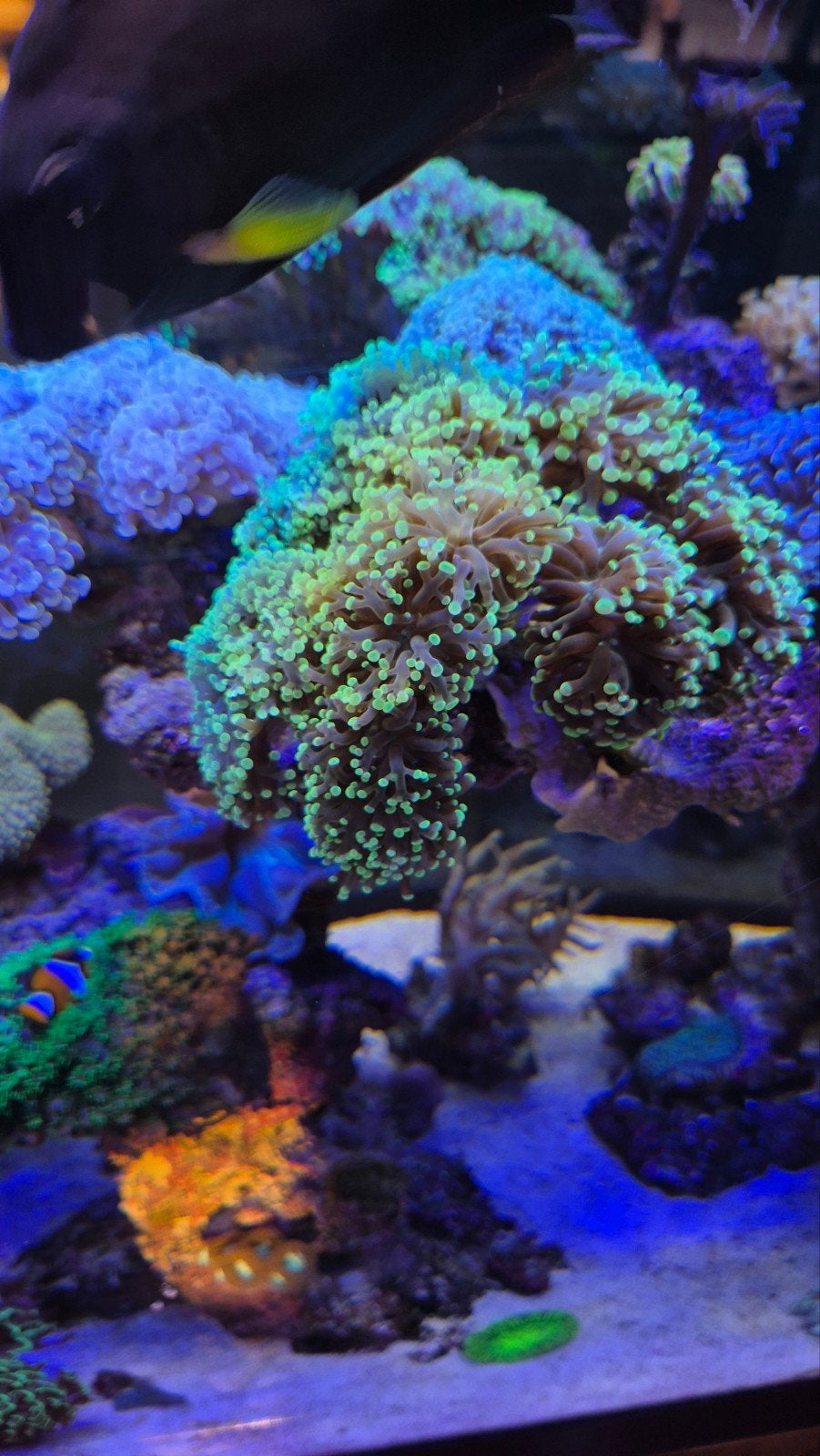Gele druifkoraal 4 kopoen / Euphyllia divisa, Ophalen, Nieuw, Overige typen