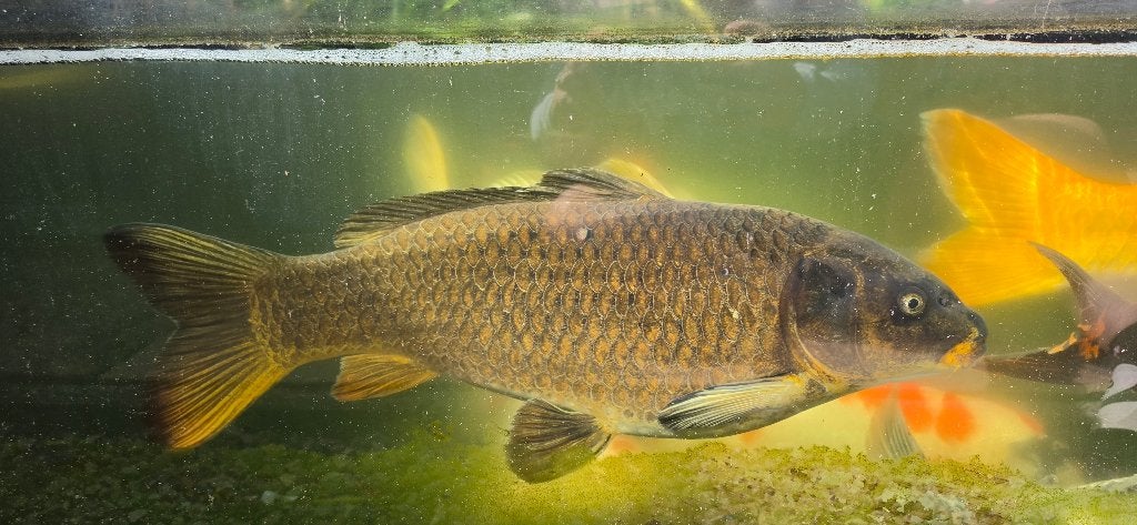 koi karper, Karper of Koi