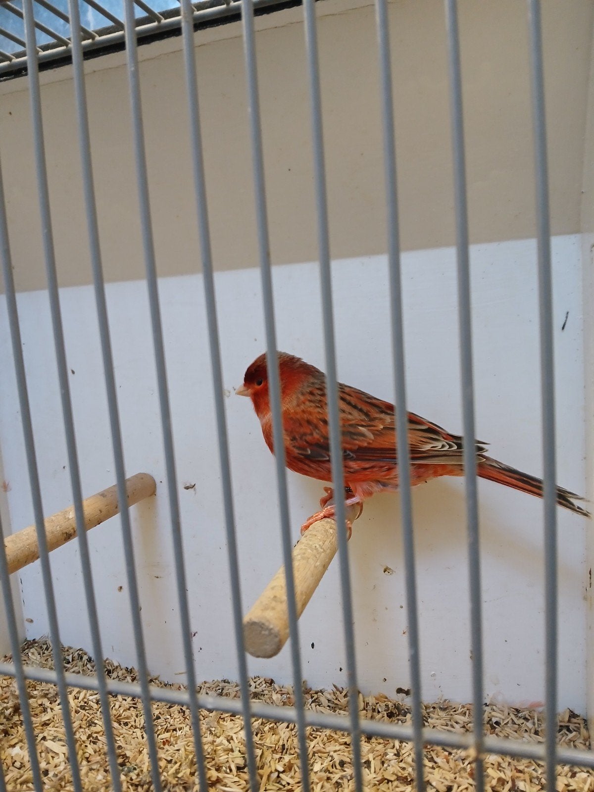 te koop rood agaat, Dieren en Toebehoren, Meerdere dieren, Kleurkanarie