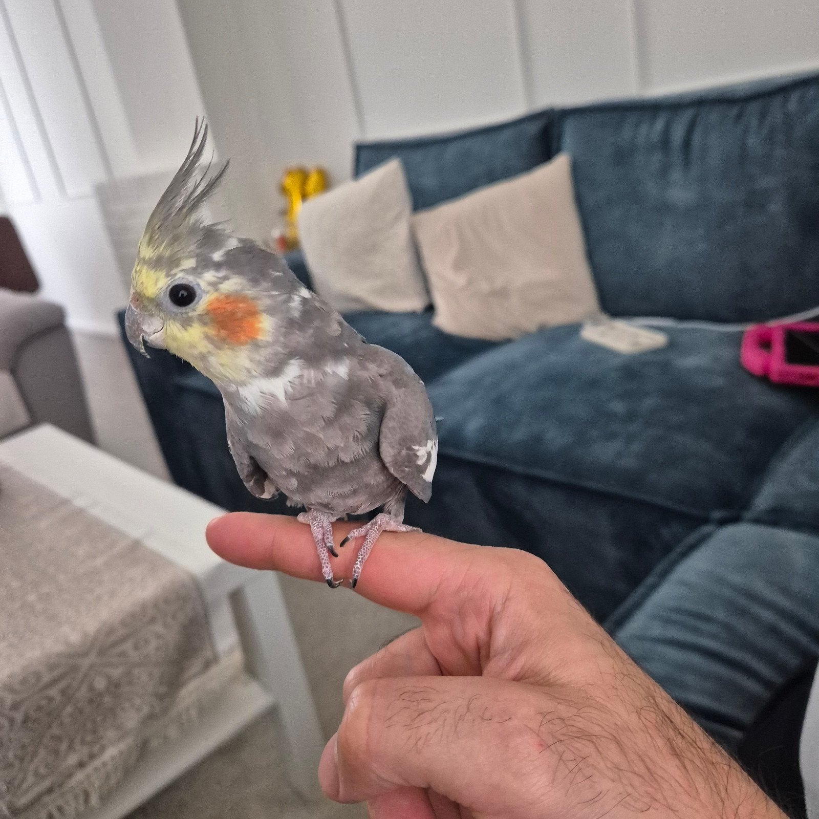 Een rustige, verlegen en tamme vrouwelijke valkparkiet., Dieren en Toebehoren