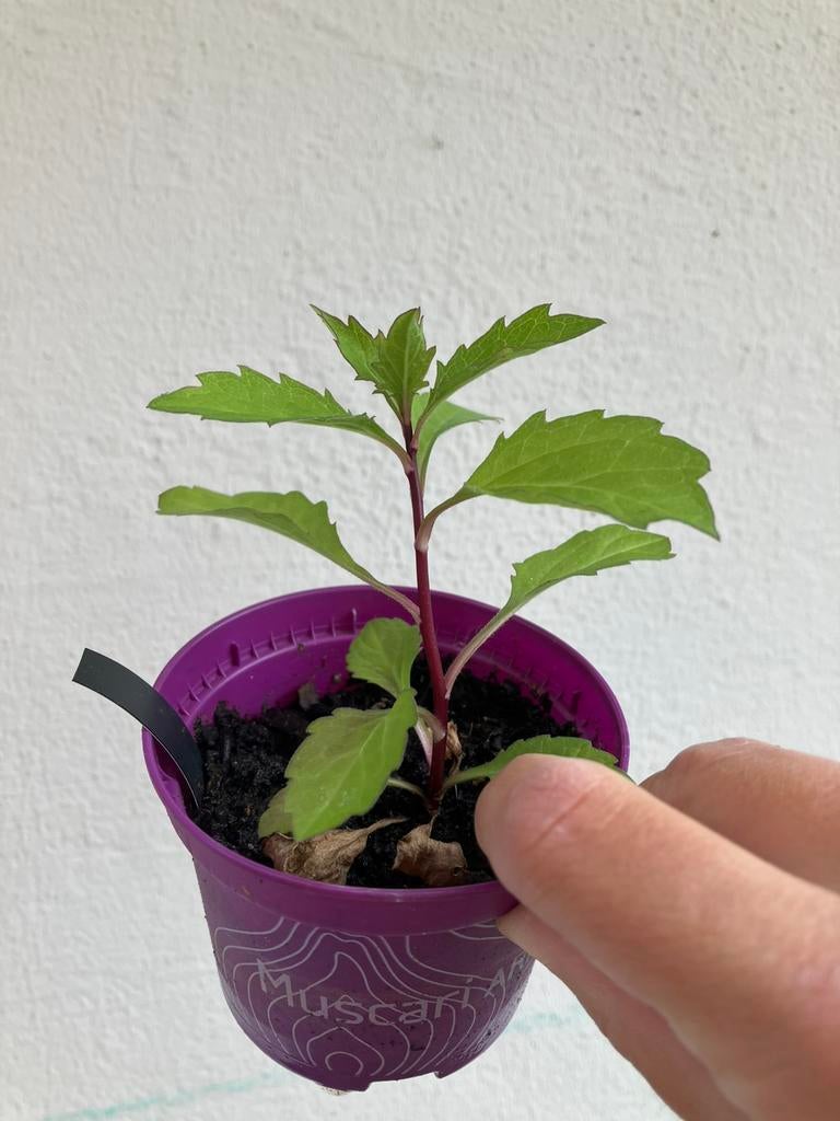 Stekjes van de herfstaster plant, Ophalen, Overige soorten, Volle zon