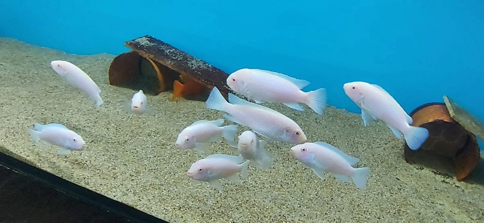 Pseudotropheus socolofi snow white ( malawi cichlide ), Vis