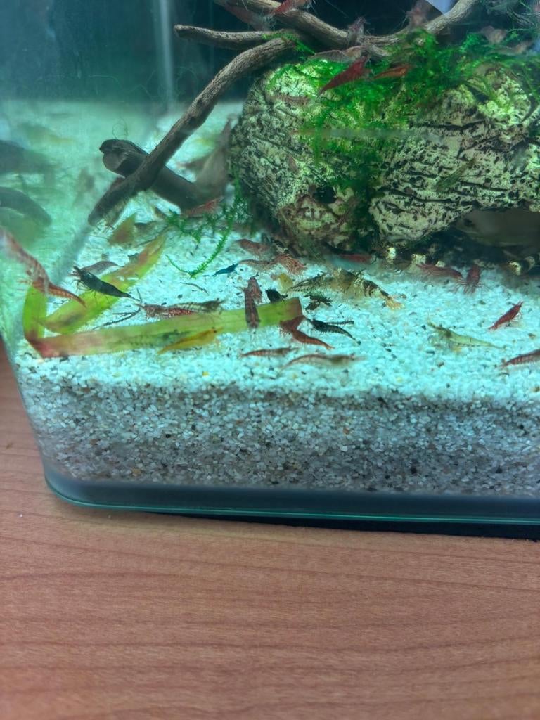 Garnalen, rood en blauw. 20 voor 20 euro, Kreeft, Krab of Garnaal, Zoetwatervis