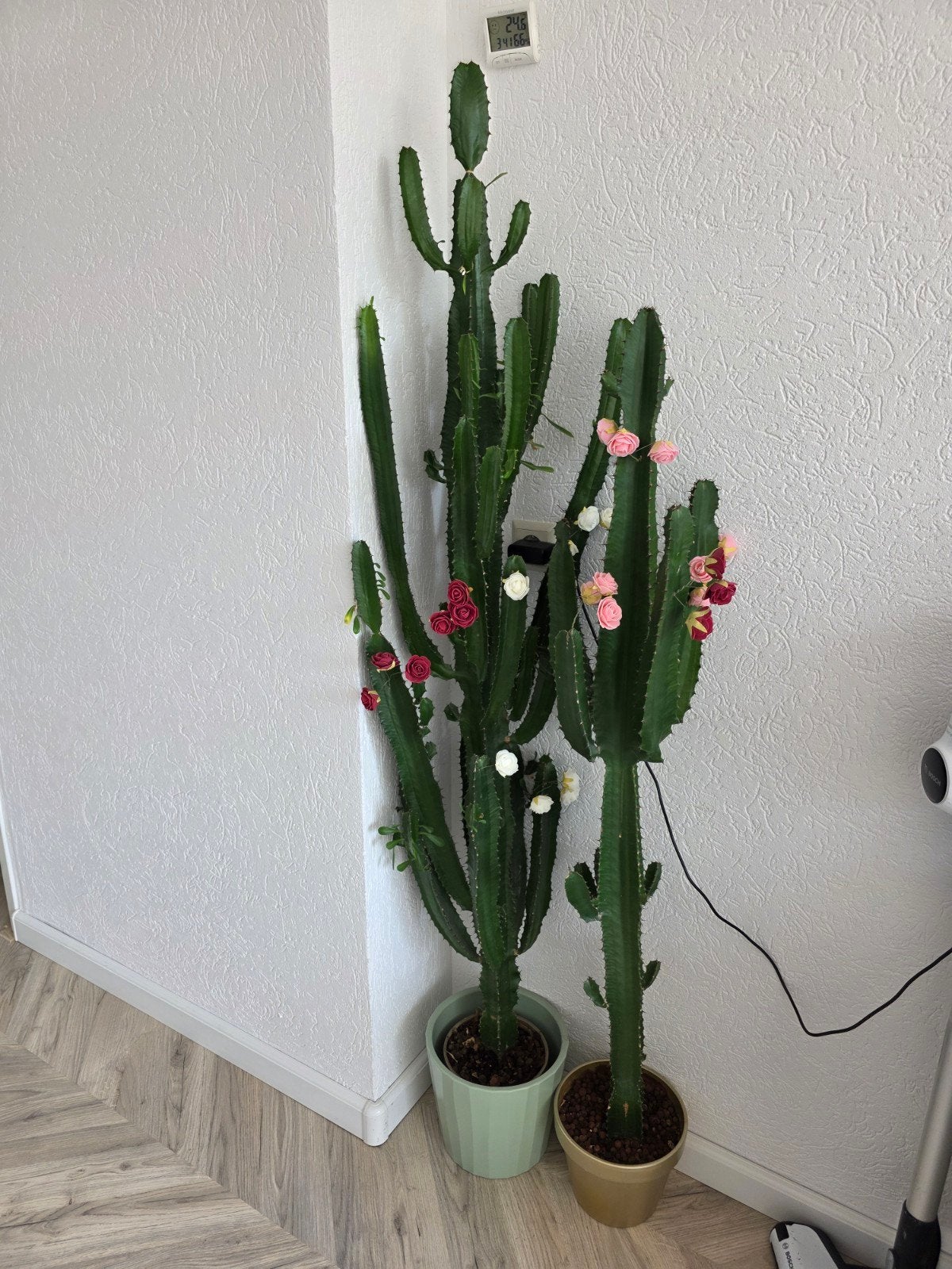 2 Grote cactus kamerplanten GEEN KUNSSTOFPLANT, Ophalen of Verzenden