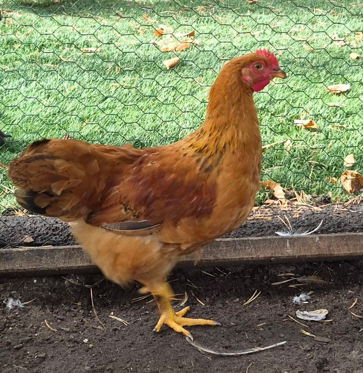 New Hamshire haan groot, Dieren en Toebehoren, Pluimvee, Mannelijk, Kip