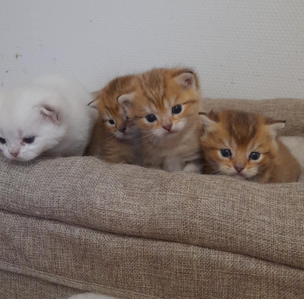 Britse golden korthaar kittens, Meerdere dieren, Ontwormd, 0 tot 2 jaar