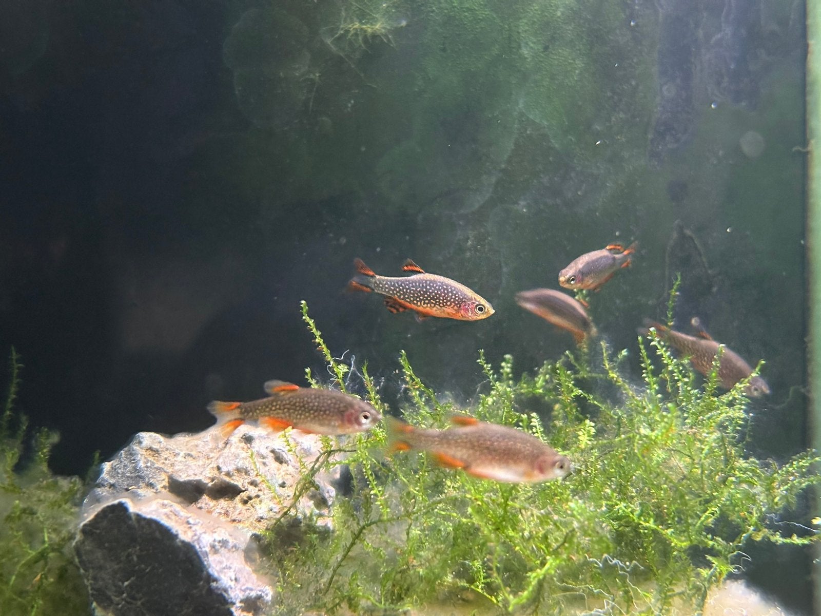 Pareldanio | CPD | Galaxy Rasbora | Celestial Pearl Danio, Dieren en Toebehoren, Vis, Zoetwatervis, Schoolvis