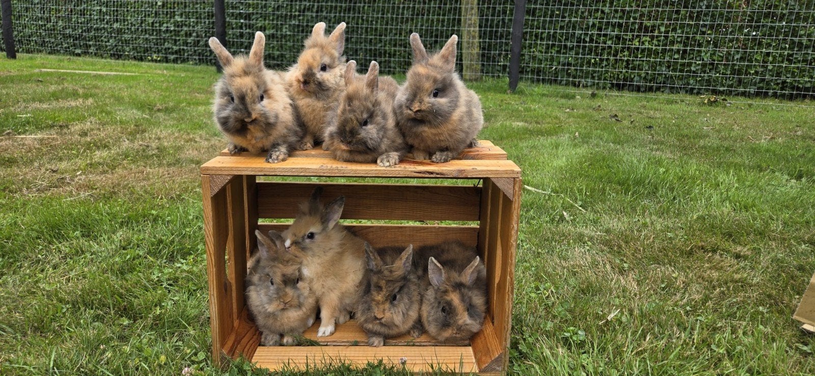 Konijnen, Meerdere dieren, Middelgroot, 0 tot 2 jaar