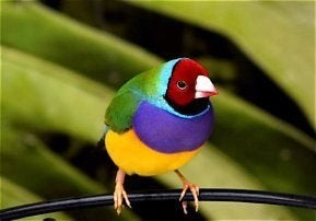 we zoeken, Dieren en Toebehoren, Meerdere dieren, Tropenvogel, Geringd