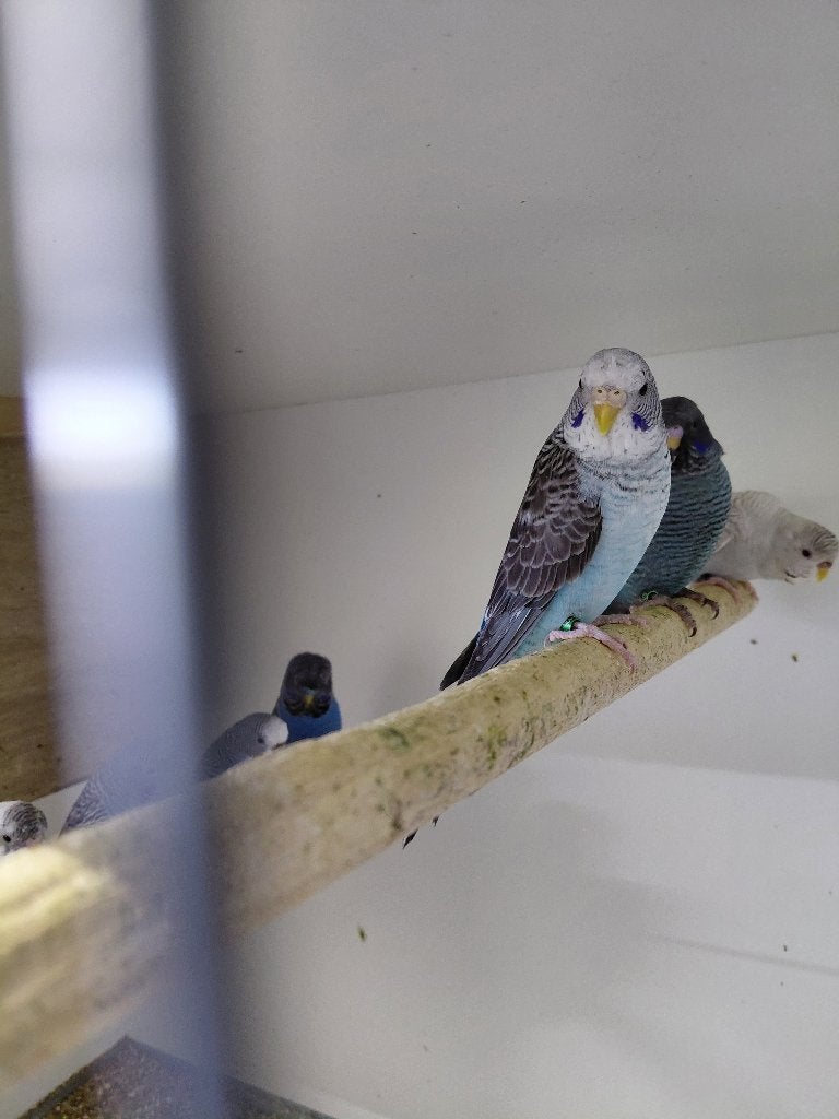 BFBW, Meerdere dieren, Parkiet, Geringd