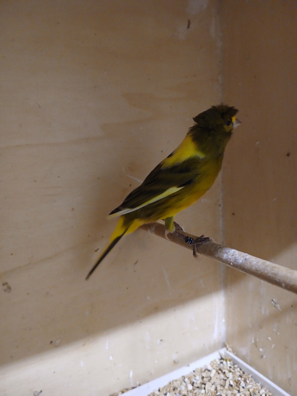 vogels, Dieren en Toebehoren, Mannelijk, Kleurkanarie