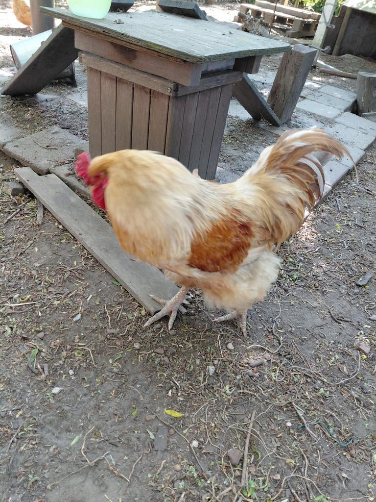 Super lieve haan te koop!, Mannelijk, Kip