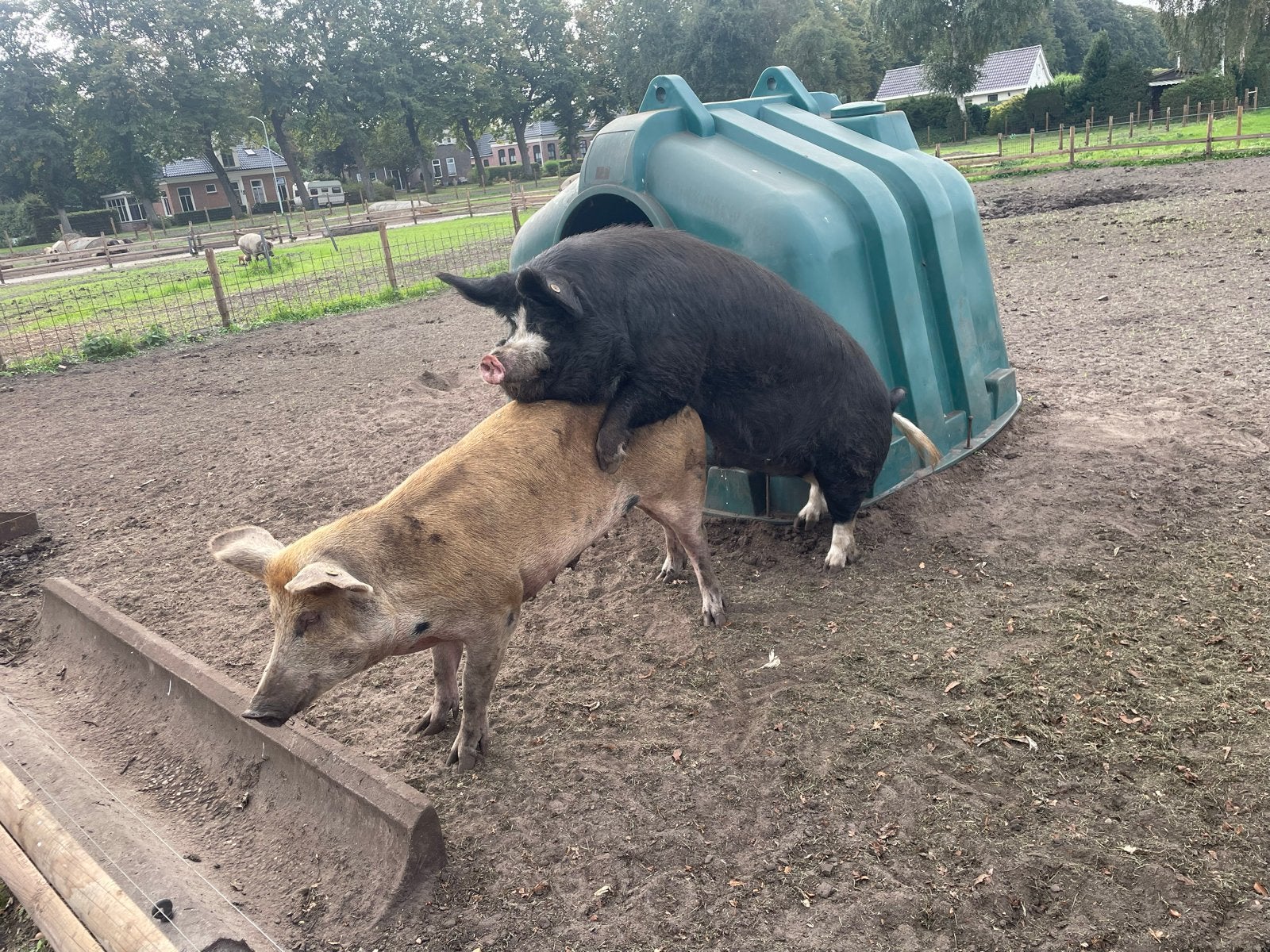 Berkshire dekbeer, Mannelijk, Varken, 3 tot 5 jaar