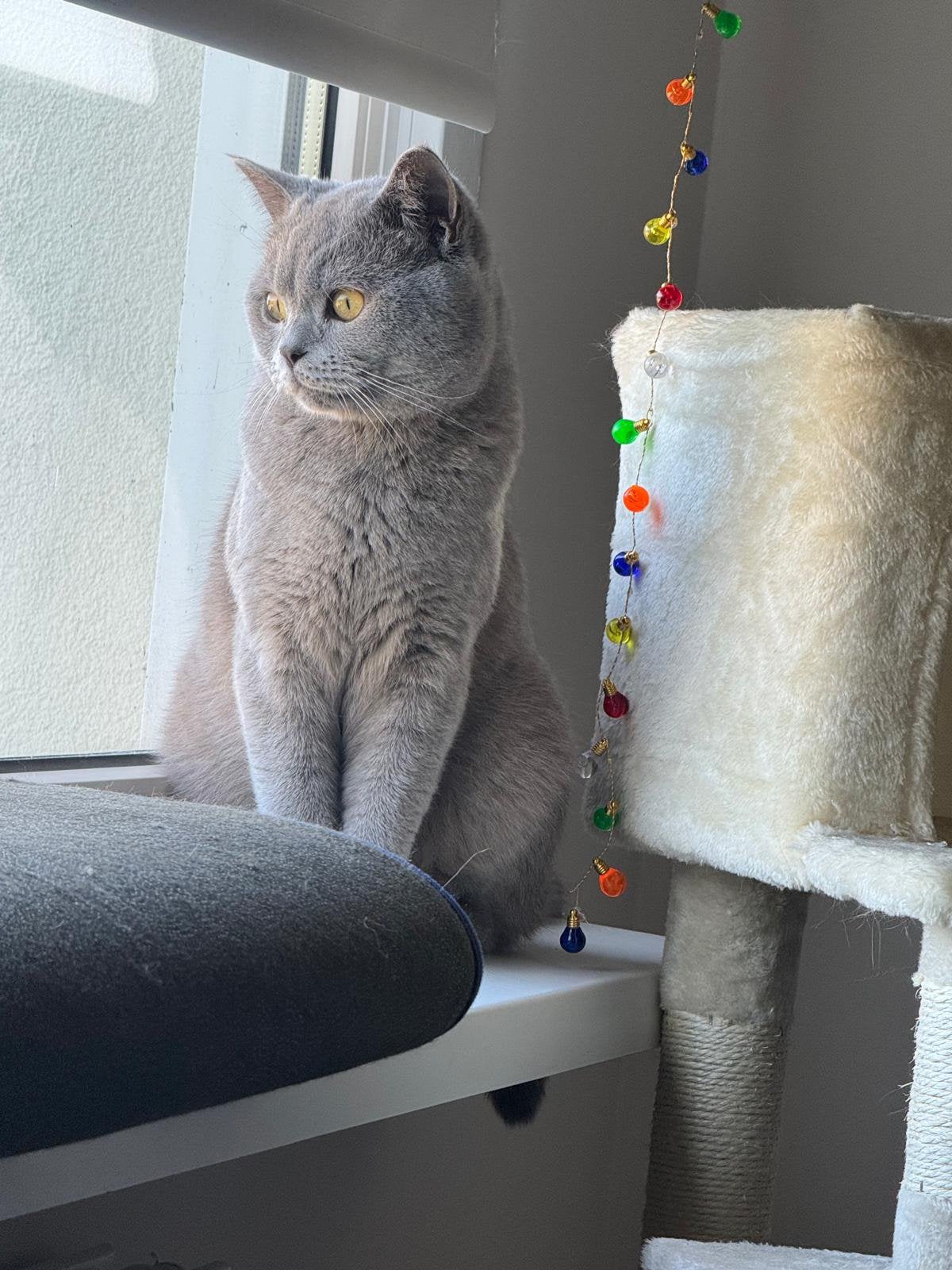Lieve Britse Korthaar Ras 1,5 jaar oud Gechipt, Kater, Gechipt