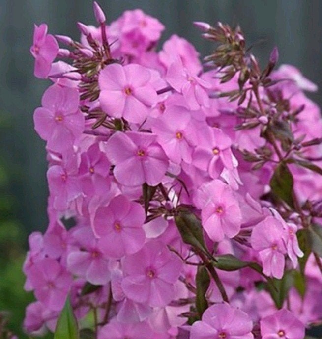 Donkerroze Phlox Paniculata, Vlambloem, Ophalen, Zomer, Vaste plant, Overige soorten