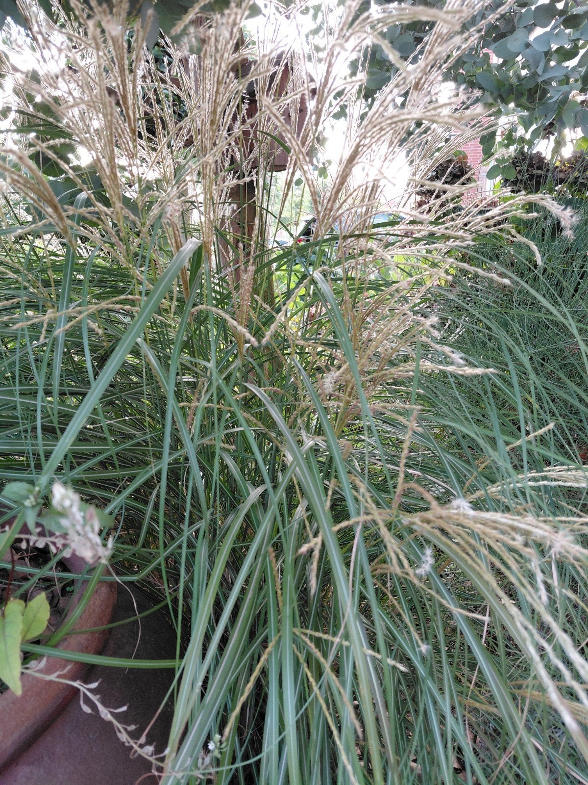 Miscanthus sinensis 'Sarabande' - Elegant Prachtriet, Ophalen, Volle zon, Vaste plant, Siergrassen