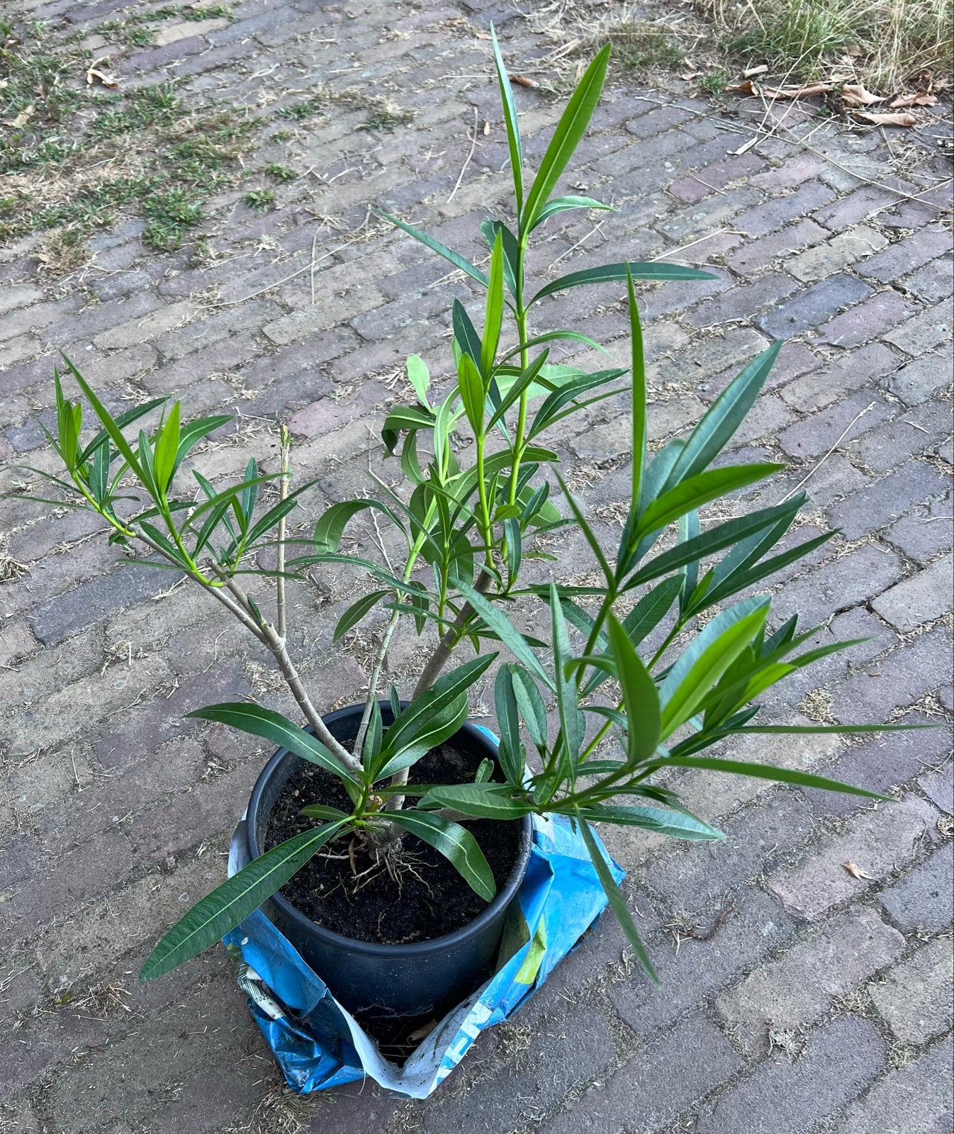 Jonge Oleander - Prachtige Mediterrane Plant, Tuin en Terras, Overige soorten, Volle zon, Vaste plant, Ophalen of Verzenden