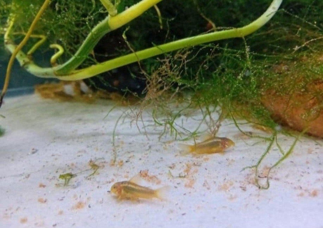CORYDORA GOLDSTRIPE, Dieren en Toebehoren, Vis