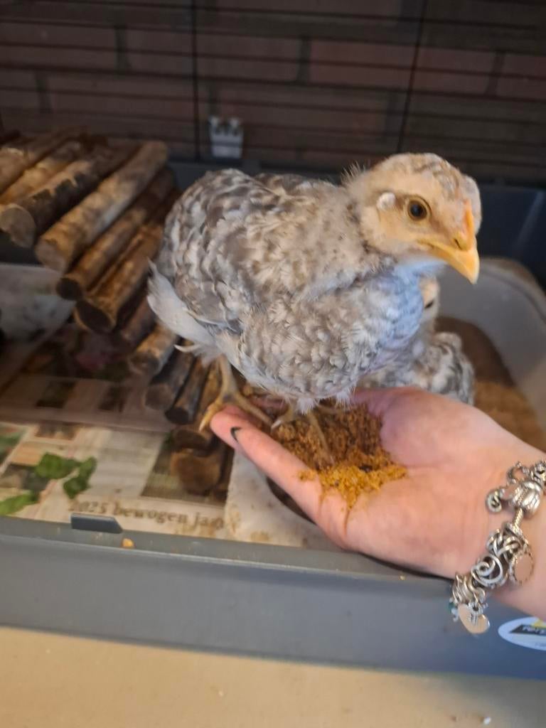 Tamme hanen kuikens, Meerdere dieren, Kip